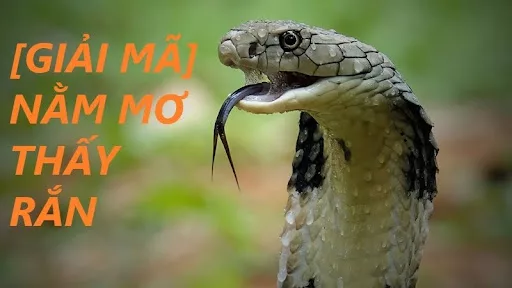 Chuyên Gia Giải Mã Giấc Mơ Về Rắn Chính Xác Nhất